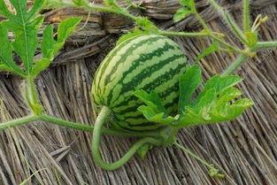 吃小瓜的功效,揭秘其神奇功效与作用原理”