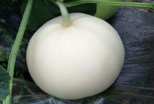 梨瓜能直接吃吗怎么吃,梨瓜的食用方法与口感体验