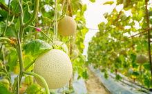 梨瓜能直接吃吗怎么吃,梨瓜的食用方法与口感体验