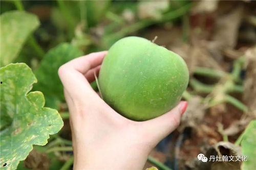 梨瓜能直接吃吗怎么吃,梨瓜的食用方法与口感体验