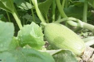 新疆吃棉瓜,甜蜜棉瓜的诱惑之旅