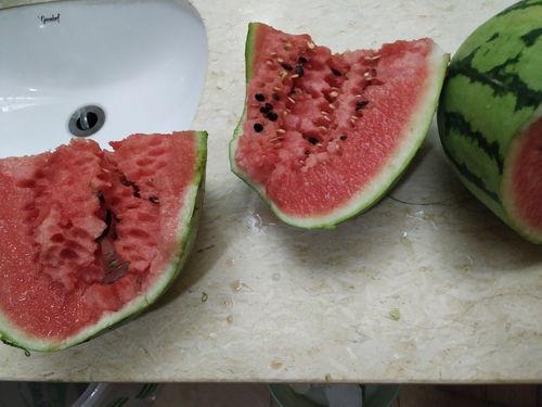 新疆吃棉瓜,甜蜜棉瓜的诱惑之旅