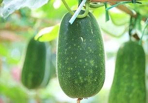 吃瓜必须上班吃,上班间隙，吃瓜也要有态度