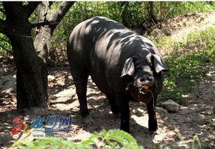 吃瓜的黑猪,揭秘猪界“网红”的日常趣事
