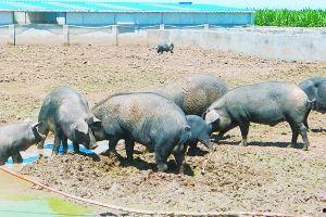 吃瓜的黑猪,揭秘猪界“网红”的日常趣事