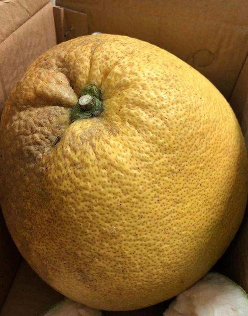 肌酸激酶可以吃瓜,揭秘健康饮食的奇妙关系