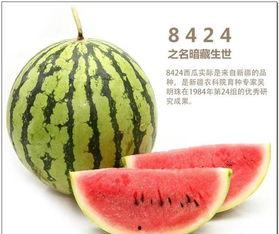 肌酸激酶可以吃瓜,揭秘健康饮食的奇妙关系