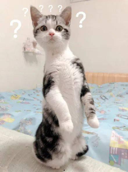 猫咪吃瓜吃多了