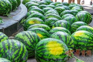 河南大学吃瓜,吃瓜群众的味蕾盛宴