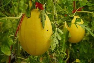 吃瓜群80,一场全民参与的娱乐盛宴