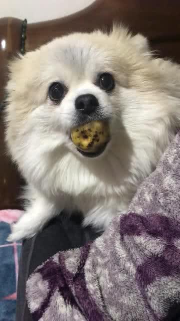 网上吃瓜的小胖,揭秘网络热点背后的故事