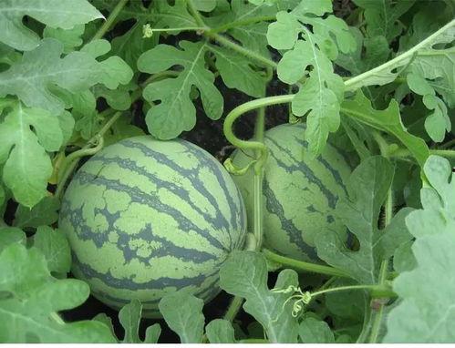 吃瓜胡淑芬,揭秘娱乐圈背后的真实故事