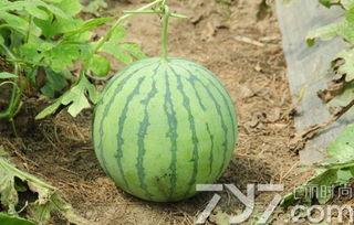 瓜熟没有吃瓜,从吃瓜看世间百态