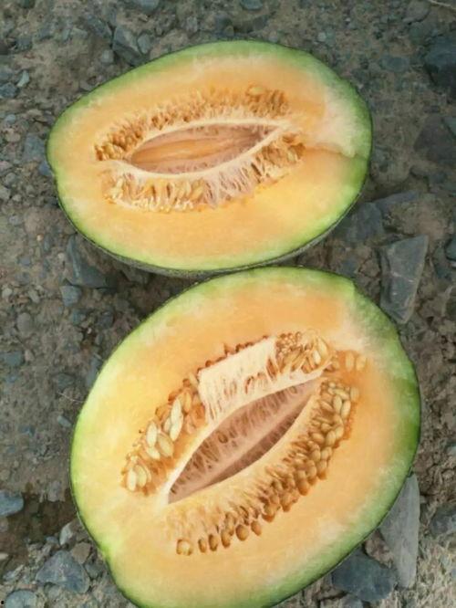 瓜熟没有吃瓜,从吃瓜看世间百态