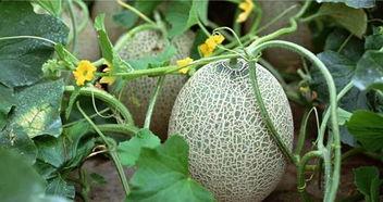 瓜熟没有吃瓜,从吃瓜看世间百态