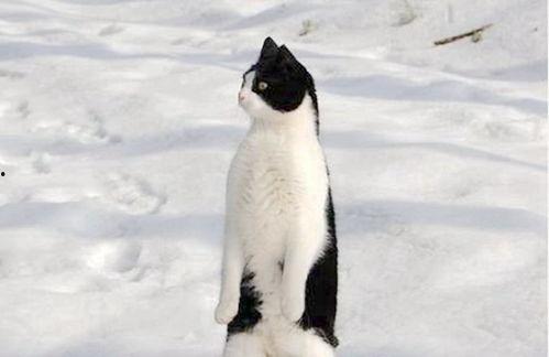 阿呆阿瓜吃鸡,一场欢乐的农家乐之旅