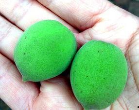 做梦吃白瓜,白瓜美食之旅