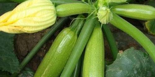 吃玉瓜通便吗怎么吃最好