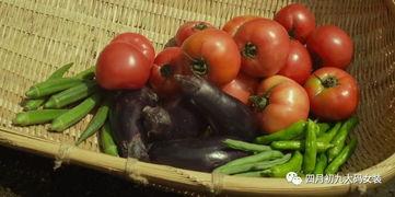 小森林吃瓜,一场别开生面的吃瓜盛宴