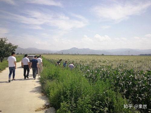 祁山放马兰州吃瓜,一场别开生面的夏日之旅