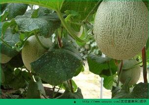 吃哈密瓜胖人吗