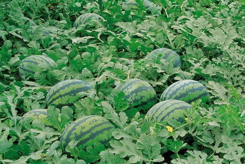 淮南师范吃瓜,吃瓜群众眼中的校园风云录