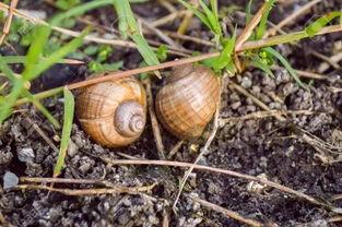 苹果螺吃小瓜虫,以小瓜虫为食，守护水域生态
