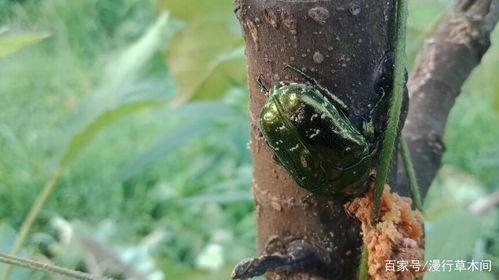 苹果螺吃小瓜虫,以小瓜虫为食，守护水域生态