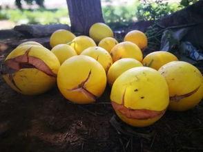 白蜜瓜几月吃,白蜜瓜最佳食用月份指南