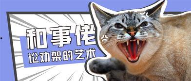 小猫打架吃瓜,小猫打架，吃瓜群众围观