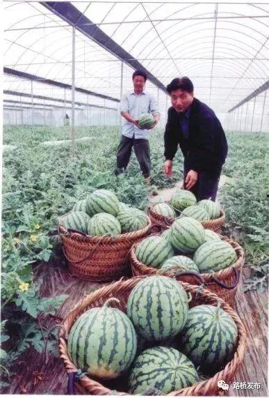 吃瓜文化设计,网络时代的全民娱乐盛宴