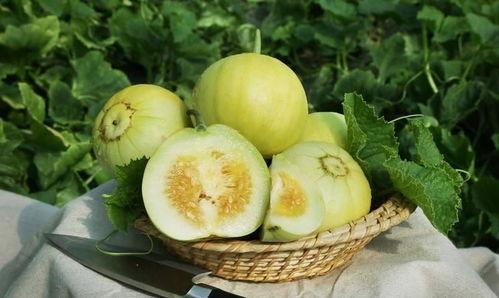 棚瓜颠怎么吃,探索美味新境界