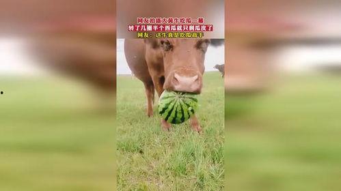 牛牛吃瓜转几圈