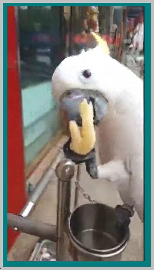 鹦鹉吃鸡瓜,揭秘吃鸡瓜的神奇之旅