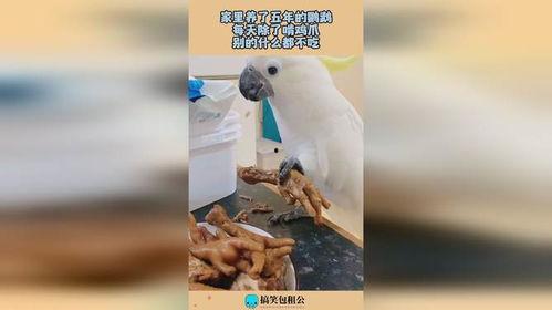 鹦鹉吃鸡瓜,揭秘吃鸡瓜的神奇之旅