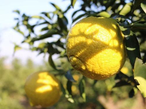 带你吃瓜柚子奶,带你品尝夏日清新——柚子奶的瓜果诱惑