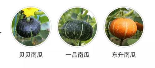 物理上的吃瓜,物理视角下的“吃瓜”现象解析