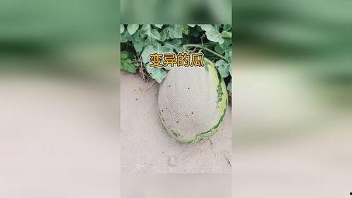 变异瓜怎么吃视频,视频教你美味吃法