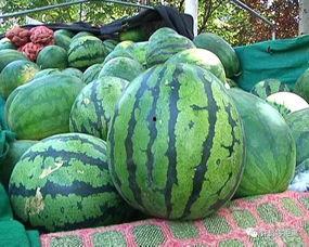 变异瓜怎么吃视频,视频教你美味吃法