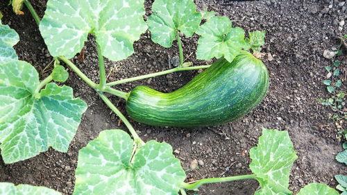 小猫可以吃瓠瓜,瓠瓜成为新宠