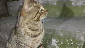 小猫可以吃瓠瓜,瓠瓜成为新宠