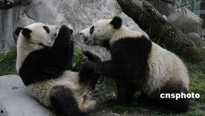 大熊猫乐乐吃瓜,瓜果飘香乐享清凉