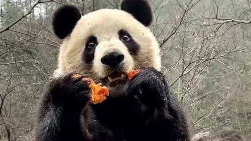 带你吃瓜南北熊猫,带你吃遍特色瓜果佳肴