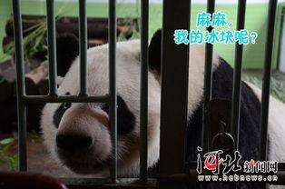 带你吃瓜南北熊猫,带你吃遍特色瓜果佳肴