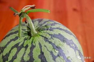 收集吃瓜,吃瓜群众视角下的娱乐圈风云录