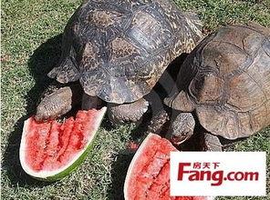 带你吃瓜动物融化,带你见证“吃瓜动物”融化瞬间