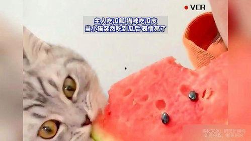 猫咪可以吃的瓜,盘点那些安全美味的瓜类佳肴