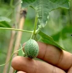 吃瓜吧的瓜指的是什么,网络热词背后的故事与现象