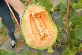 吃瓜只吃哈密瓜什么意思,揭秘“吃瓜只吃哈密瓜”的流行现象