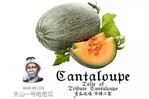 吃瓜tm是sd,SD背后的神秘力量